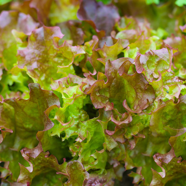 Laitue frisée 'Lolla Rosso'