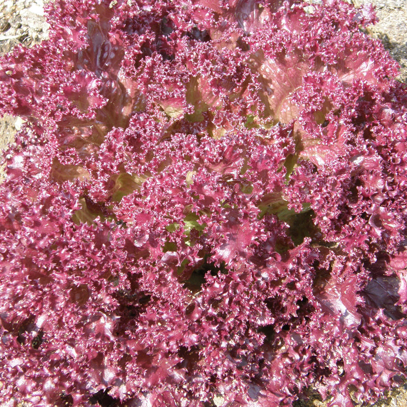 Laitue Feuille Dark Lollo Rossa. Laitue aux feuilles finement frisées rouge pourpré. Le cadrage permet de voir les formes, les couleurs et les détails du sujet représenté. Les contours se détachent du fond de l’image, avec des différences de teinte et de texture visibles sur les surfaces. Cette vue accompagne la présentation du produit dans la boutique.