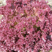 Laitue Feuille Dark Lollo Rossa. Laitue aux feuilles finement frisées rouge pourpré. Le cadrage permet de voir les formes, les couleurs et les détails du sujet représenté. Les contours se détachent du fond de l’image, avec des différences de teinte et de texture visibles sur les surfaces. Cette vue accompagne la présentation du produit dans la boutique.