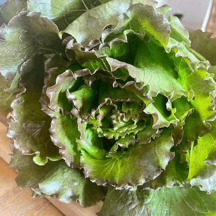 Organic 'Magenta' Lettuce