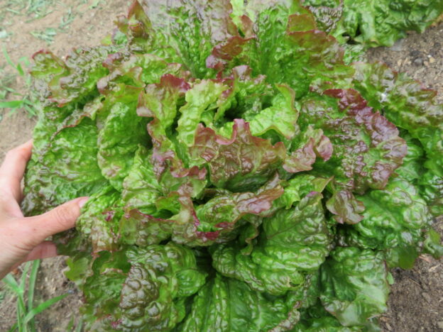 'Martina' Lettuce