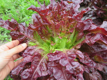 Laitue 'Merlox'