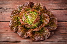 Organic 'Merveille des Quatre Saisons' Lettuce