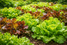 Laitue 'Mix Gourmet' bio