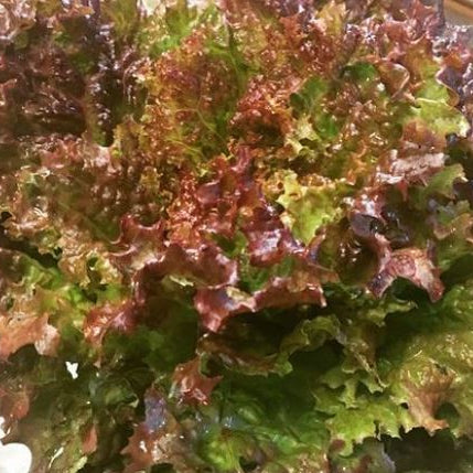 Organic 'New Red Fire' Lettuce