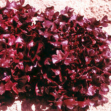 Laitue à feuilles de chêne 'Outrageous Red'