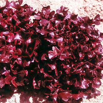 Lettuce 'Outrageous Red'