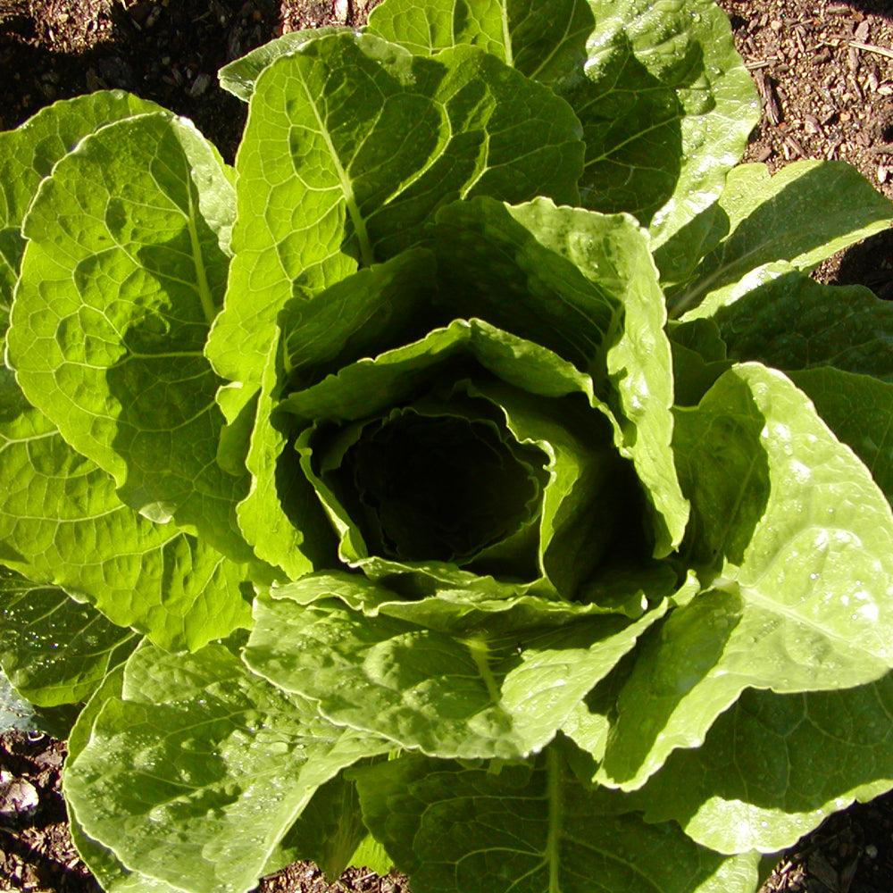 Laitue Romaine Parris Island Cos. Laitue romaine dressée au cœur vert clair. Le cadrage permet de voir les formes, les couleurs et les détails du sujet représenté. Les contours se détachent du fond de l’image, avec des différences de teinte et de texture visibles sur les surfaces. Cette vue accompagne la présentation du produit dans la boutique.