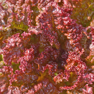 Laitue Feuille Redina. Laitue rouge aux feuilles frisées et brillantes. Le cadrage permet de voir les formes, les couleurs et les détails du sujet représenté. Les contours se détachent du fond de l’image, avec des différences de teinte et de texture visibles sur les surfaces. Cette vue accompagne la présentation du produit dans la boutique.
