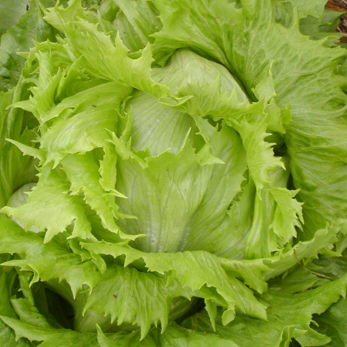 Laitue Pommée Reine des Glaces. Pomme de laitue vert clair aux feuilles dentelées. Le cadrage permet de voir les formes, les couleurs et les détails du sujet représenté. Les contours se détachent du fond de l’image, avec des différences de teinte et de texture visibles sur les surfaces. Cette vue accompagne la présentation du produit dans la boutique.
