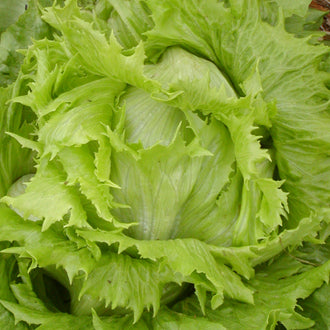 Laitue Pommée Reine des Glaces. Pomme de laitue vert clair aux feuilles dentelées. Le cadrage permet de voir les formes, les couleurs et les détails du sujet représenté. Les contours se détachent du fond de l’image, avec des différences de teinte et de texture visibles sur les surfaces. Cette vue accompagne la présentation du produit dans la boutique.