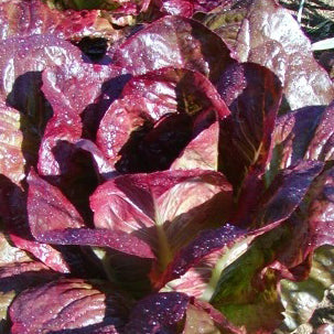 Laitue Romaine Rouge dHiver. Feuilles de laitue romaine rouge pourpré. Le cadrage permet de voir les formes, les couleurs et les détails du sujet représenté. Les contours se détachent du fond de l’image, avec des différences de teinte et de texture visibles sur les surfaces. Cette vue accompagne la présentation du produit dans la boutique.
