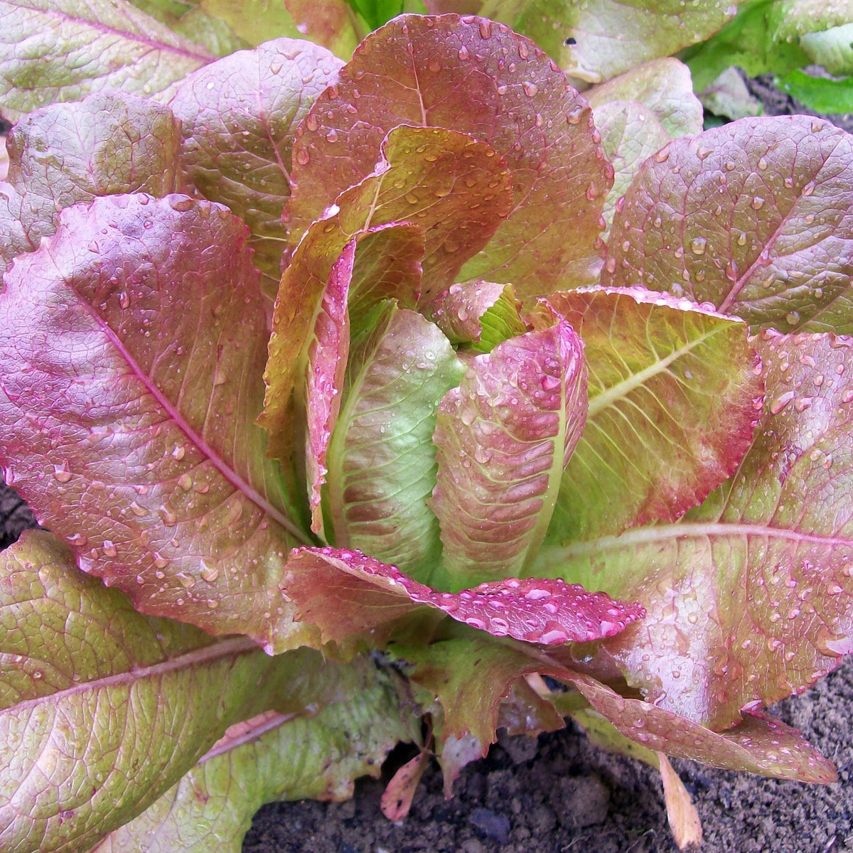 Visuel principal associé à Laitue romaine 'Rouge d'Hiver', semences offertes par Cutleaf Seed. Cette image accompagne la fiche pour relier clairement le produit à son emballage ou à la culture présentée. Elle complète les renseignements de semis, de culture et de récolte, sans remplacer les indications propres au lot ni les conseils détaillés figurant sur le sachet.