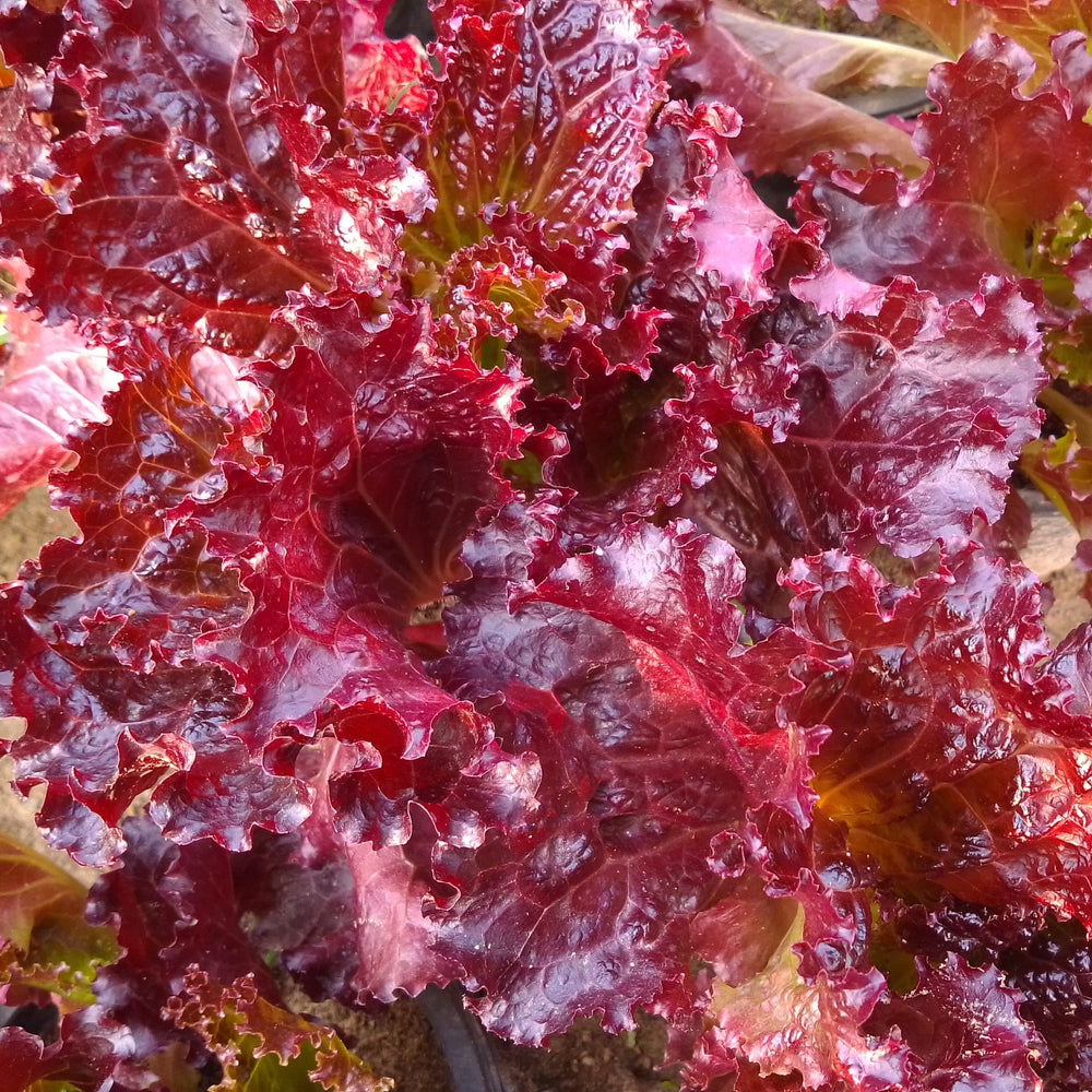 Lettuce 'Ruby Red'