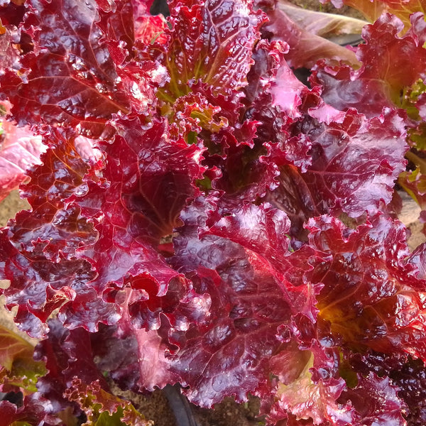 Laitue frisée 'Ruby Red'
