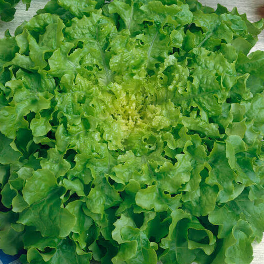 Lettuce 'Salad Bowl'