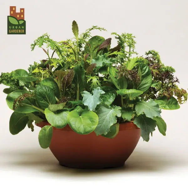 Photo de Laitue SimplySalad Wonder Wok. La couleur caractéristique est : mélange. Le visuel permet d'observer les contours, les teintes et la disposition des éléments présentés. Les détails de forme et les contrastes donnent un aperçu de l'apparence de cette plante ou de sa récolte. Cette photographie accompagne la variété nommée afin de l'identifier dans la sélection de semences.