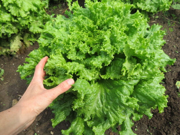 'Snowflake' Lettuce