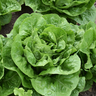Visuel principal associé à Laitue pommée 'Sucrine', semences offertes par Cutleaf Seed. Cette image accompagne la fiche pour relier clairement le produit à son emballage ou à la culture présentée. Elle complète les renseignements de semis, de culture et de récolte, sans remplacer les indications propres au lot ni les conseils détaillés figurant sur le sachet.