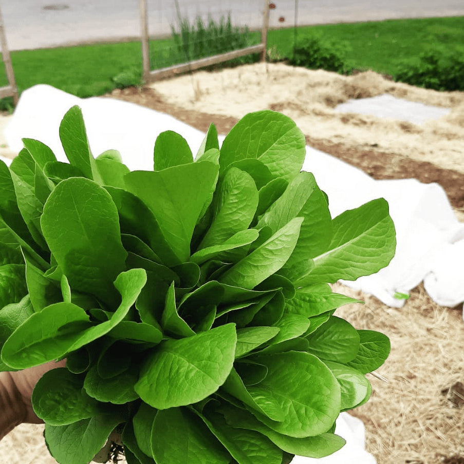 Organic 'Winter Density' Lettuce