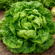 Organic 'Buttercrunch' lettuce