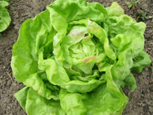 'Heredia' lettuce