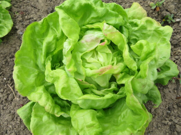 'Heredia' lettuce