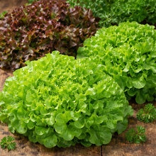 Organic curly lettuce 'Saladier'