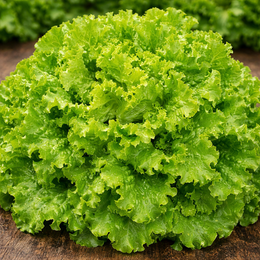 Organic 'Simpson' Black Seed Curly Lettuce