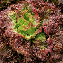 Laitue frisée rouge  'Red Sails' bio