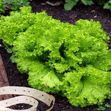 Curly green lettuce on a ribbon
