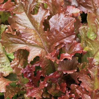 Photographie de Laitue frisée rouge (Lactuca sativa ‘New Red Fire’), sélection proposée en semences W.H. Perron. Le visuel présente l’apparence de la plante ou de sa récolte et permet d’en observer les formes et les couleurs. Cette vue illustre les caractéristiques visibles de la sélection, dans une présentation destinée à accompagner son identification et à montrer son intérêt au jardin.