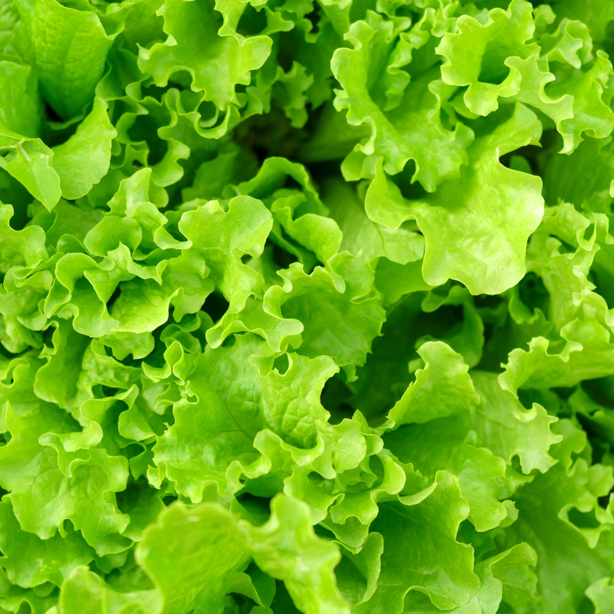 Laitue frisée sur ruban