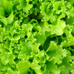 Laitue frisée sur ruban