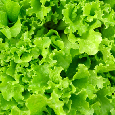 Laitue frisée sur ruban