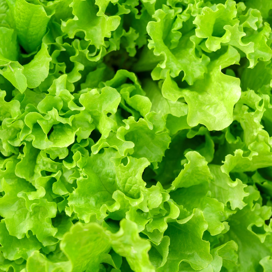 Curly lettuce on ribbon