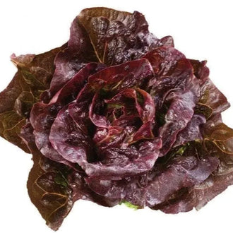 Photo de Laitue mini romaine rouge 'Pomegranate Crunch'. La couleur caractéristique est : rouge. Le visuel permet d'observer les contours, les teintes et la disposition des éléments présentés. Les détails de forme et les contrastes donnent un aperçu de l'apparence de cette plante ou de sa récolte. Cette photographie accompagne la variété nommée afin de l'identifier dans la sélection de semences.