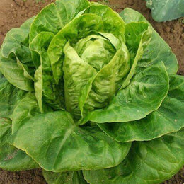 Romaine Lettuce 'Little Gem'