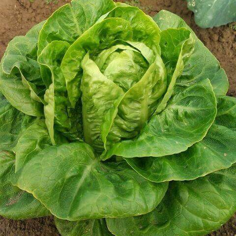 Romaine Lettuce 'Little Gem'