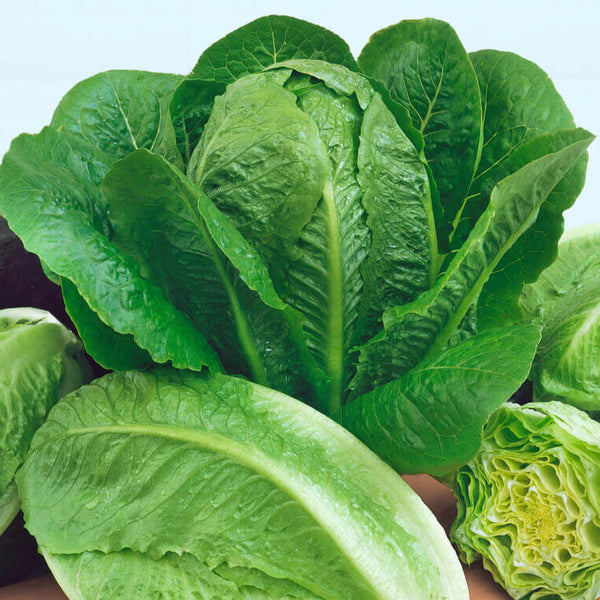 Romaine lettuce 'Paris Island Cos'