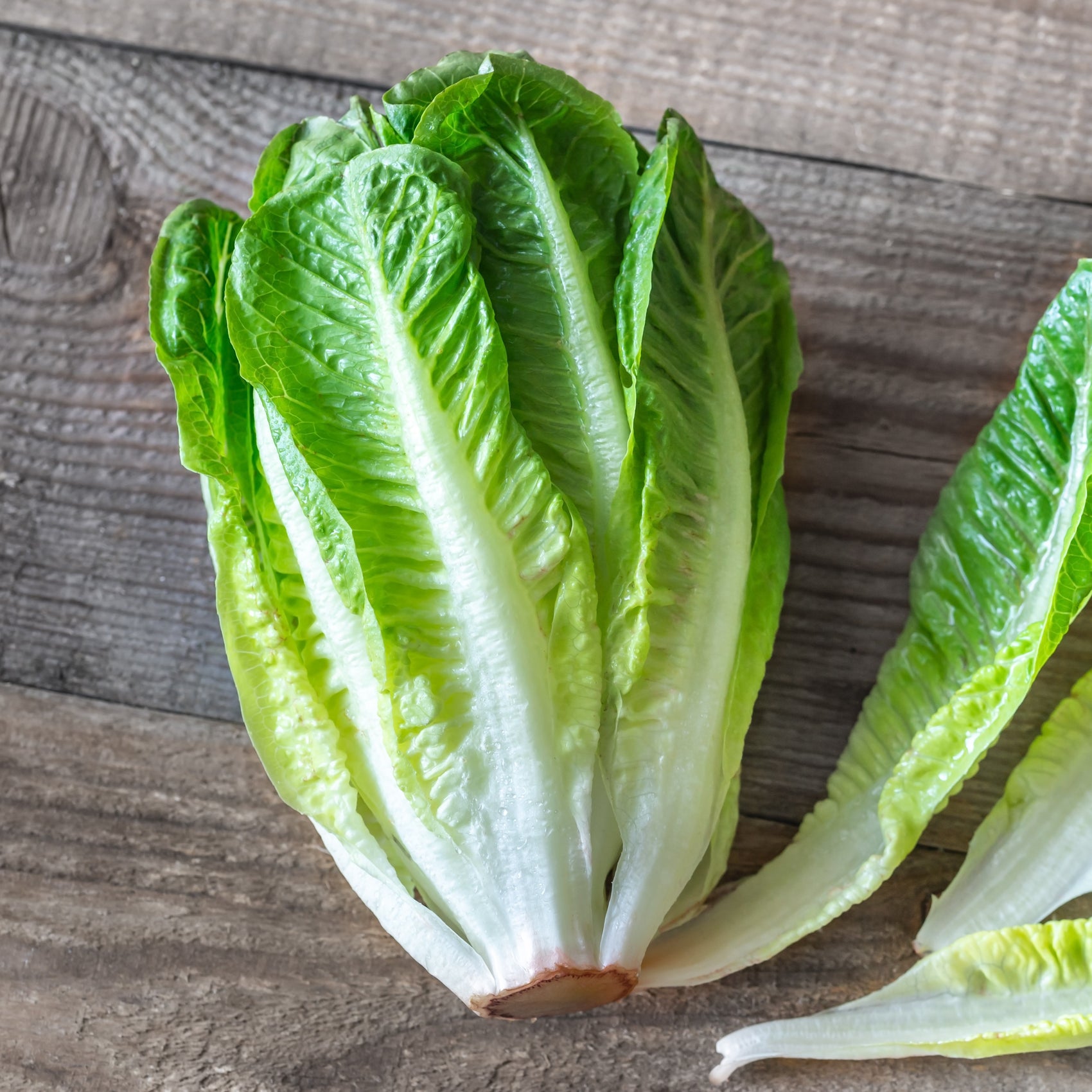 Romaine lettuce organic