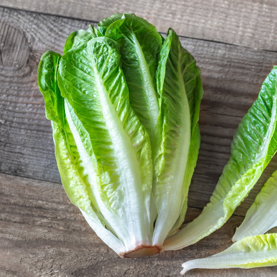 Romaine lettuce organic