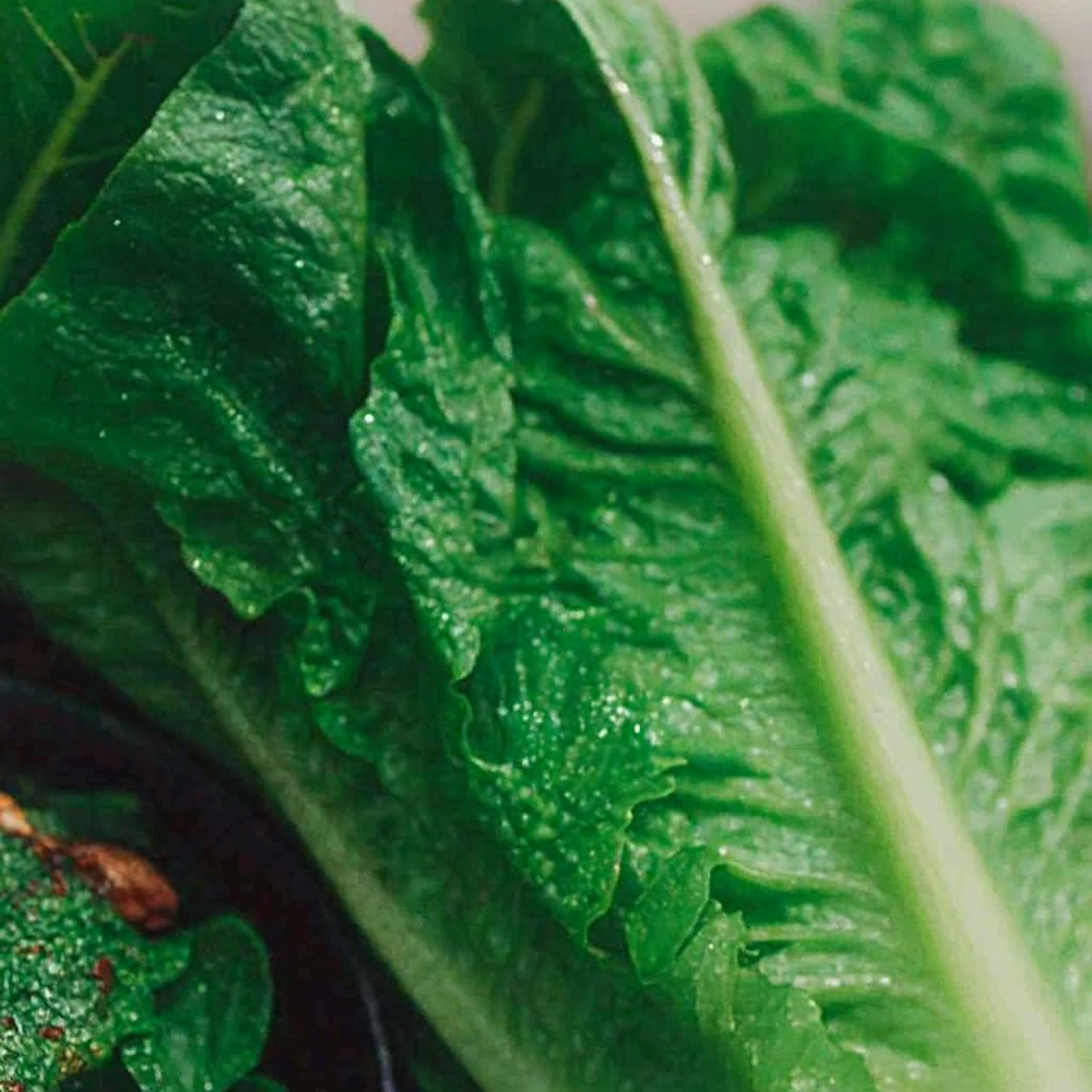 Romaine lettuce on ribbon