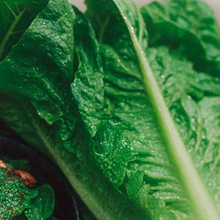 Romaine lettuce on ribbon