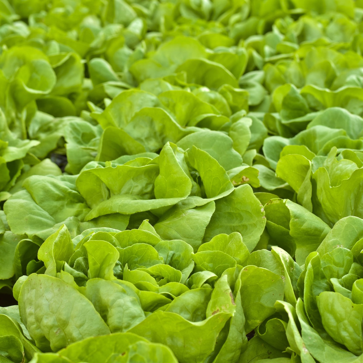 Organic Boston 'Buttercrunch' lettuce