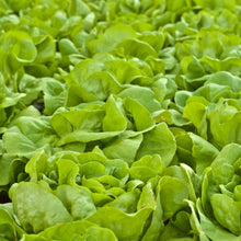Organic Boston 'Buttercrunch' lettuce