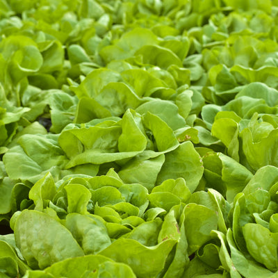 Laitue boston 'Buttercrunch' bio