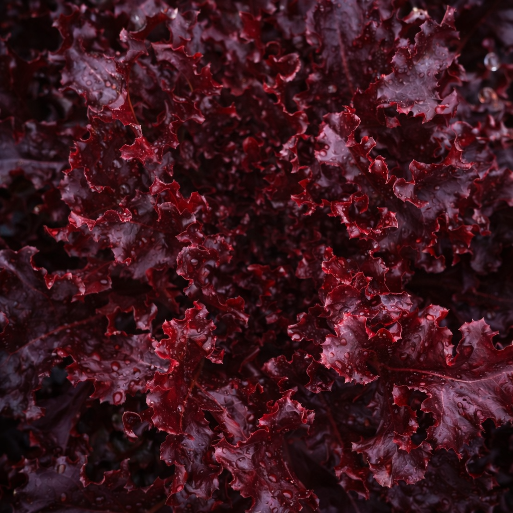 Organic Oak Leaf Lettuce 'Red Salad Bowl'