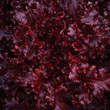Organic Oak Leaf Lettuce 'Red Salad Bowl'