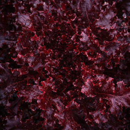 Laitue feuille de chêne 'Red Salad Bowl' bio